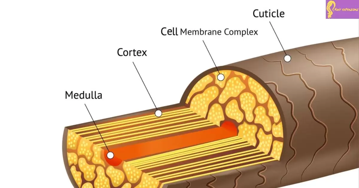 Understanding Hair Structure and Damage